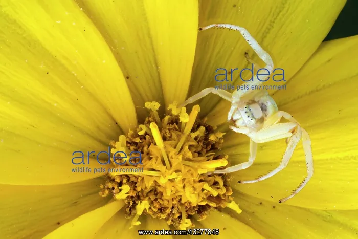 : Goldenrod crab spider (Misumena vatia), in hunting : Goldenrod crab spider (Misumena vatia), in hunting