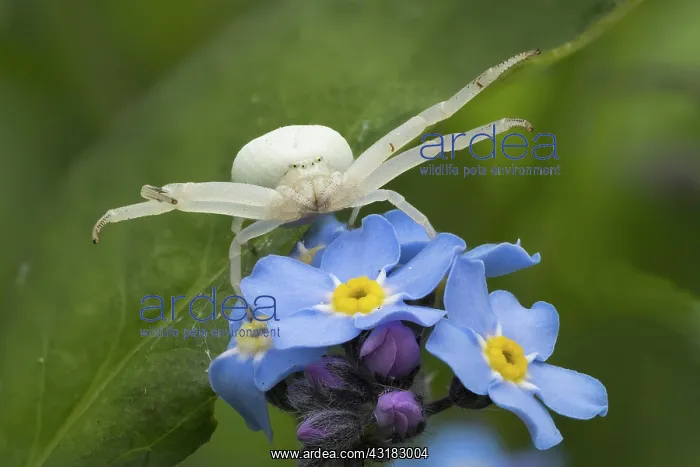 : Goldenrod crab spider (Misumena vatia) in lurking : Goldenrod crab spider (Misumena vatia) in lurking