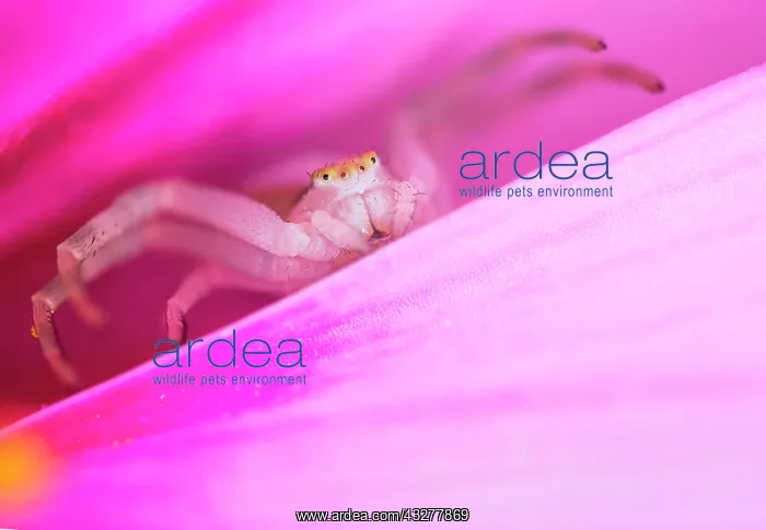 : Goldenrod crab spider (Misumena vatia) in lurking : Goldenrod crab spider (Misumena vatia) in lurking