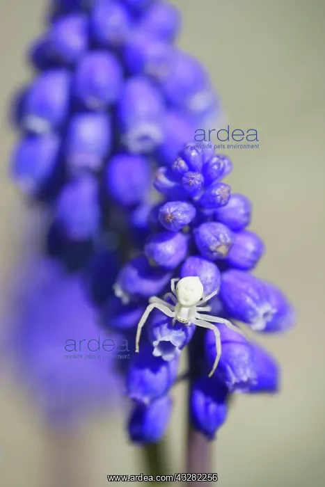 : Goldenrod crab spider (Misumena vatia) lurks on : Goldenrod crab spider (Misumena vatia) lurks on