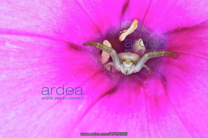: Goldenrod crab spider (Misumena vatia) lying in : Goldenrod crab spider (Misumena vatia) lying in