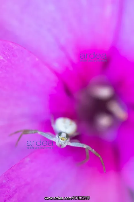  : Goldenrod crab spider (Misumena vatia) lying in