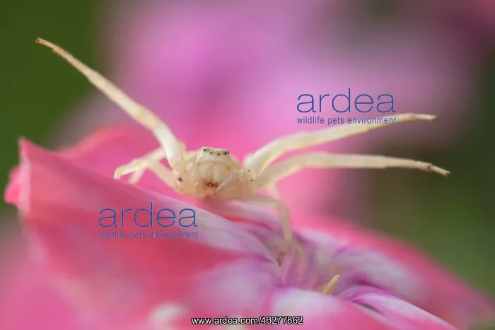 : Goldenrod crab spider (Misumena vatia) on pink flower : Goldenrod crab spider (Misumena vatia) on pink flower