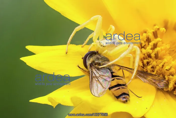 : Goldenrod crab spider (Misumena vatia) with prey : Goldenrod crab spider (Misumena vatia) with prey