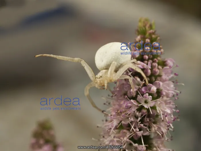 : Goldenrod Crab Spider (Misumena vatia) waiting : Goldenrod Crab Spider (Misumena vatia) waiting
