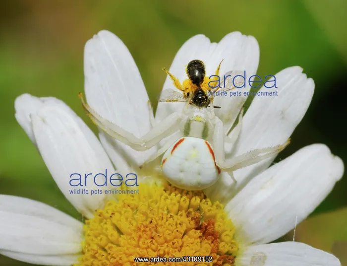 : Goldenrod Spider (Misumena vatia) female capturing : Goldenrod Spider (Misumena vatia) female capturing