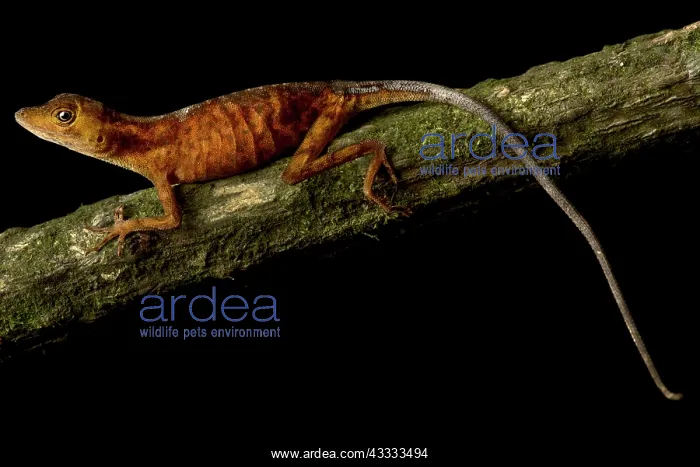 : Goldenscale Anole (Norops nitens), on black background : Goldenscale Anole (Norops nitens), on black background