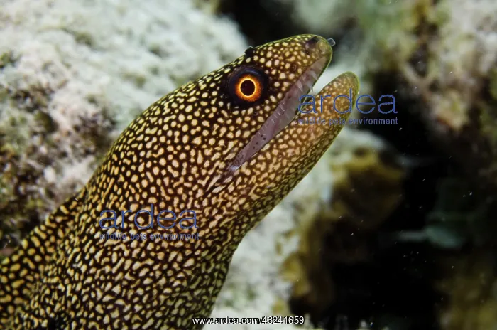 : Goldentail Moray (Gymnothorax miliaris) : Goldentail Moray (Gymnothorax miliaris)