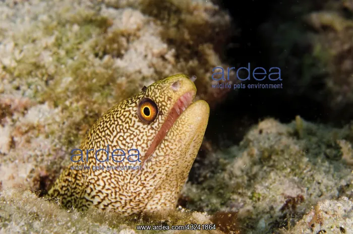 : Goldentail Moray (Gymnothorax miliaris) : Goldentail Moray (Gymnothorax miliaris)