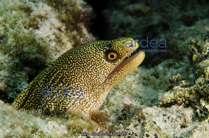 : Goldentail Moray (Gymnothorax miliaris) : Goldentail Moray (Gymnothorax miliaris)