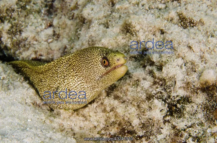 : Goldentail Moray (Gymnothorax miliaris) : Goldentail Moray (Gymnothorax miliaris)