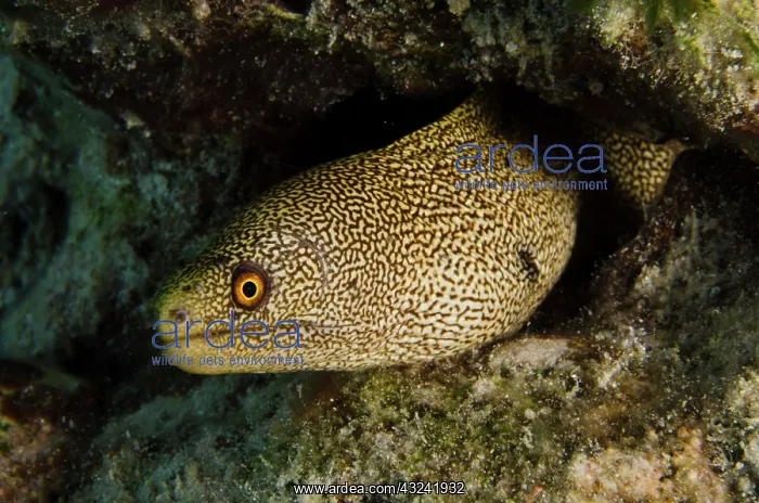 : Goldentail Moray (Gymnothorax miliaris) : Goldentail Moray (Gymnothorax miliaris)