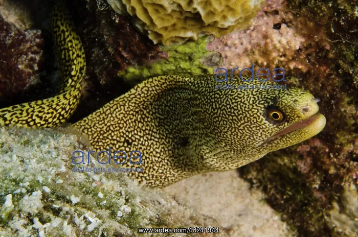 : Goldentail Moray (Gymnothorax miliaris) : Goldentail Moray (Gymnothorax miliaris)