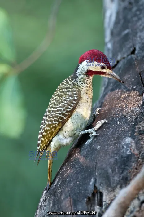 : Goldentailed Woodpecker - searching for food on tree trunk : Goldentailed Woodpecker - searching for food on tree trunk