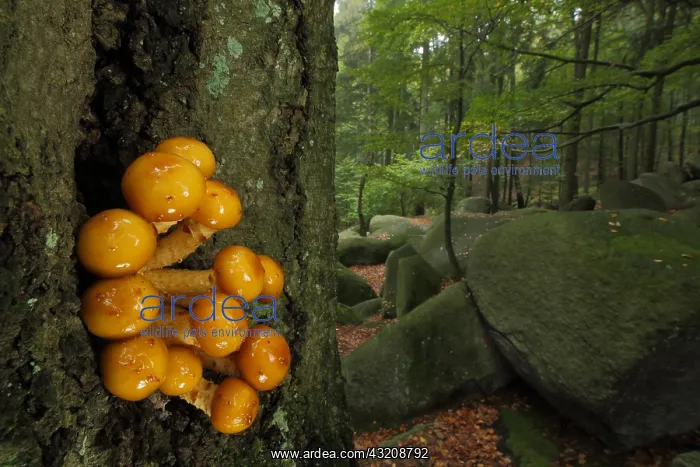 : Goldfell-Schappling (Pholiota aurivella), cluster : Goldfell-Schappling (Pholiota aurivella), cluster
