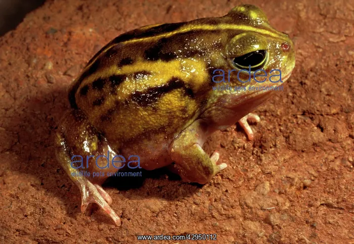 : Goldfields bullfrog : Goldfields bullfrog