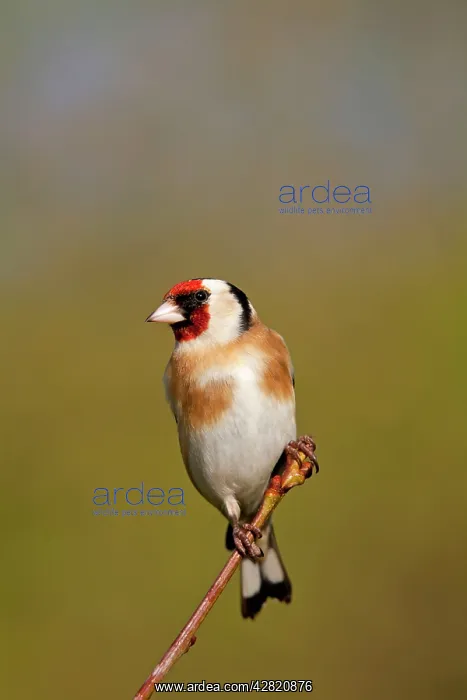 : Goldfinch (Carduelis carduelils;). Cornwall - UK : Goldfinch (Carduelis carduelils;). Cornwall - UK