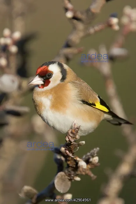 : Goldfinch. (Carduelis carduelis). France : Goldfinch. (Carduelis carduelis). France