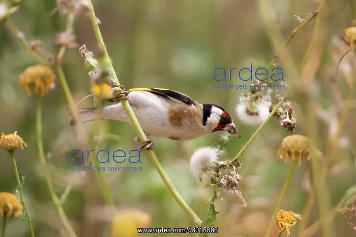 : Goldfinch perched on stem feeding on seeds May : Goldfinch perched on stem feeding on seeds May