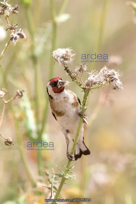  : Goldfinch perched on stem feeding on seeds May