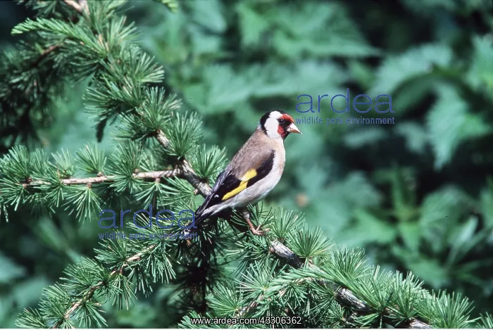 : GOLDFINCH : GOLDFINCH