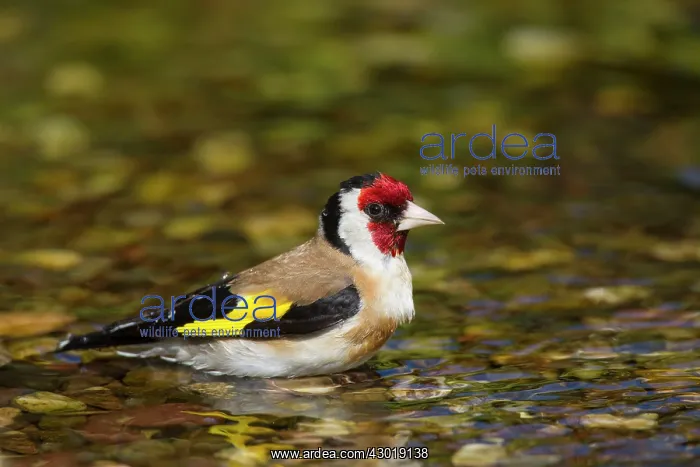  : Goldfinch adult bird taking a bath