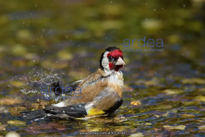  : Goldfinch adult bird taking a bath