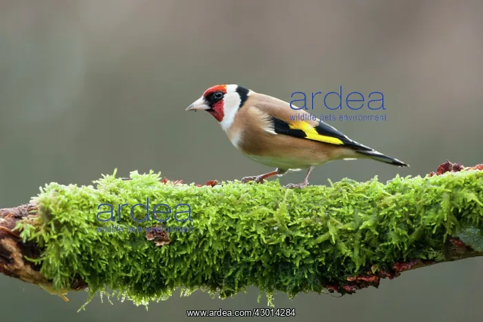 : Goldfinch adult on moss covered branch winter : Goldfinch adult on moss covered branch winter