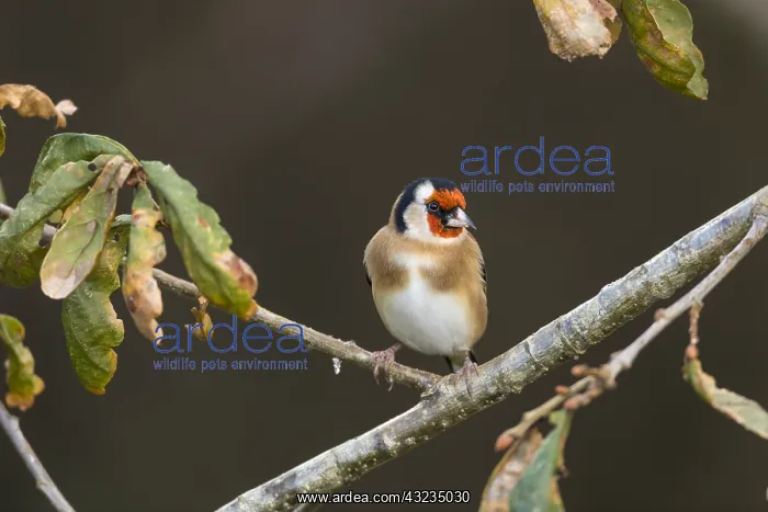 : Goldfinch - Autumn - Cornwall - UK : Goldfinch - Autumn - Cornwall - UK