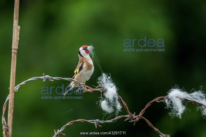 : Goldfinch - On Barbed Wire - Collecting Nesting : Goldfinch - On Barbed Wire - Collecting Nesting