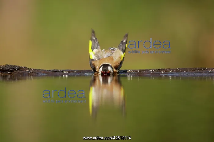 : Goldfinch - Bathing in forest pool : Goldfinch - Bathing in forest pool