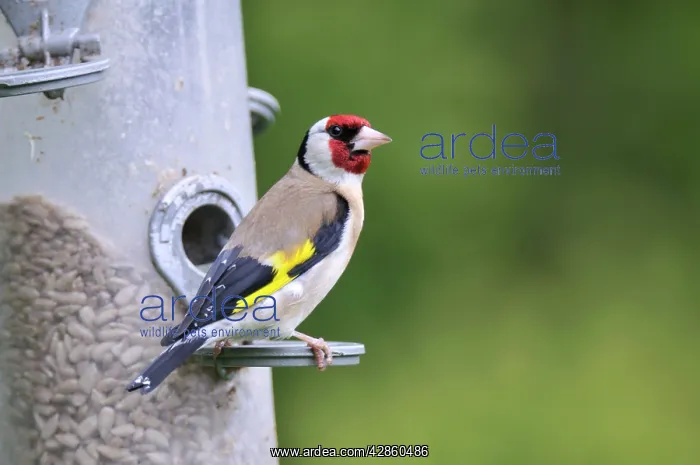 : Goldfinch - at bird feeder : Goldfinch - at bird feeder