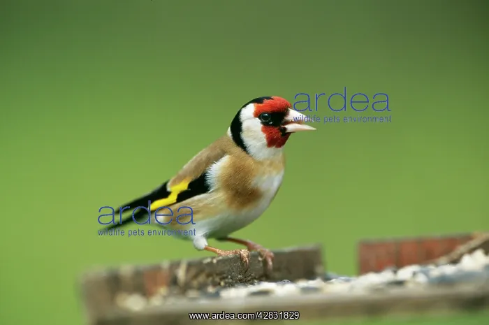 : GOLDFINCH - at bird table : GOLDFINCH - at bird table