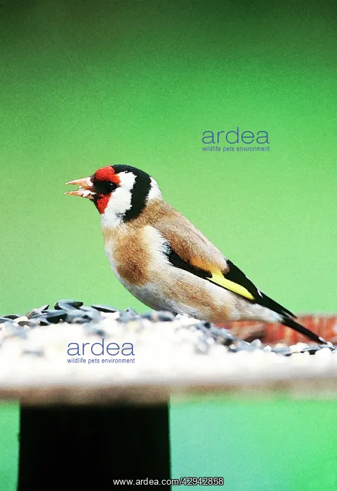 : Goldfinch - On bird table : Goldfinch - On bird table