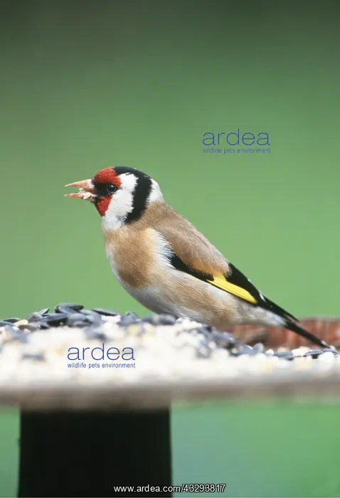 : GOLDFINCH - on bird table : GOLDFINCH - on bird table
