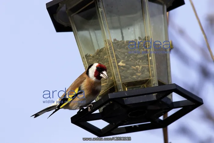 : Goldfinch - at birdfeeder : Goldfinch - at birdfeeder