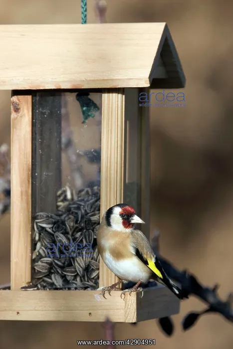: Goldfinch - on birdfeeder : Goldfinch - on birdfeeder
