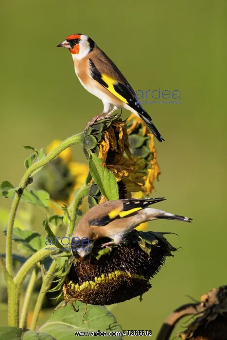 : Goldfinch, two birds feeding on ripened sunflower : Goldfinch, two birds feeding on ripened sunflower