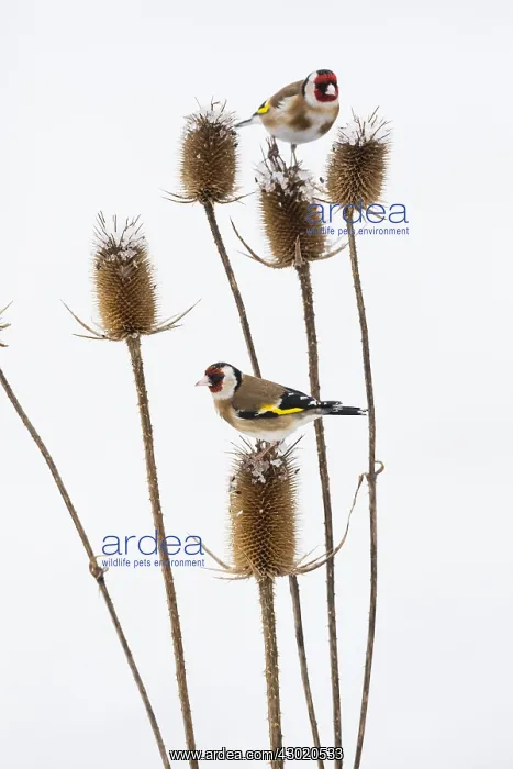  : Goldfinch - two birds feeding on teasel, in winter