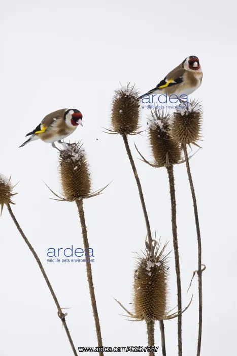 : Goldfinch - two birds feeding on teasel, in winter : Goldfinch - two birds feeding on teasel, in winter