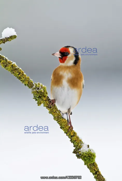 : Goldfinch - on branch in snow : Goldfinch - on branch in snow