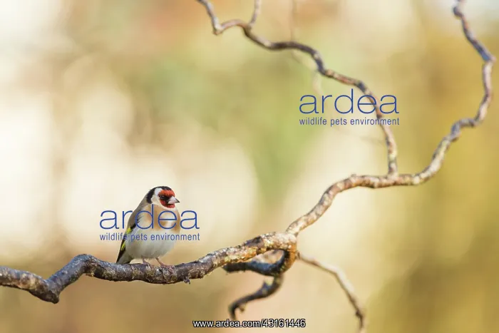 : Goldfinch on branch of willow in winter, France : Goldfinch on branch of willow in winter, France