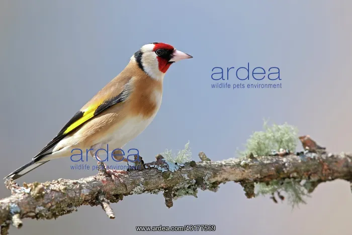  : Goldfinch (Carduelis carduelis) on a branch, Valais