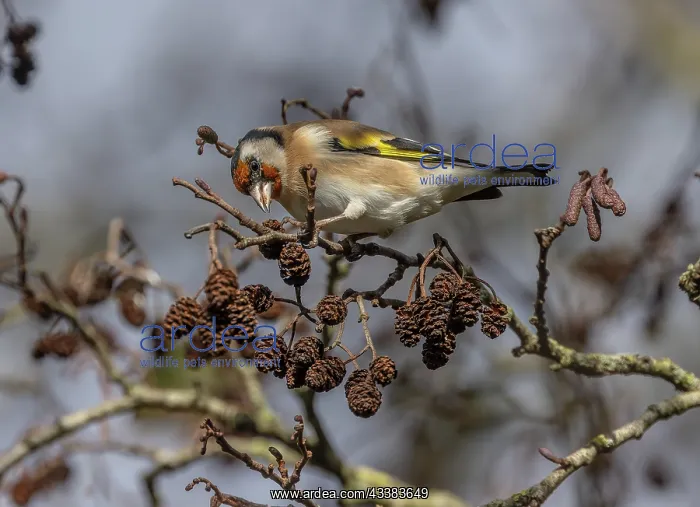 : Goldfinch, Carduelis carduelis, feeding on Comm : Goldfinch, Carduelis carduelis, feeding on Comm