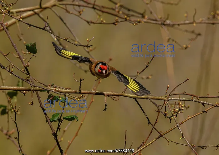 : Goldfinch, Carduelis carduelis, in flight in woodland : Goldfinch, Carduelis carduelis, in flight in woodland