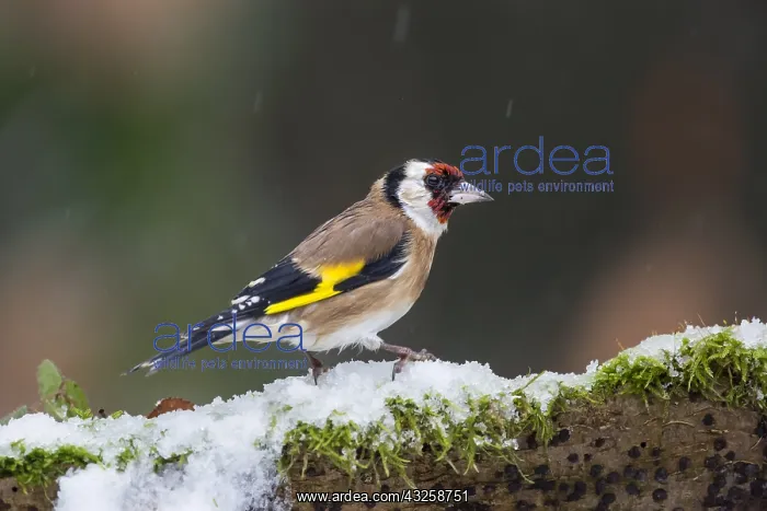 : Goldfinch (Carduelis carduelis) on a stump in winter : Goldfinch (Carduelis carduelis) on a stump in winter