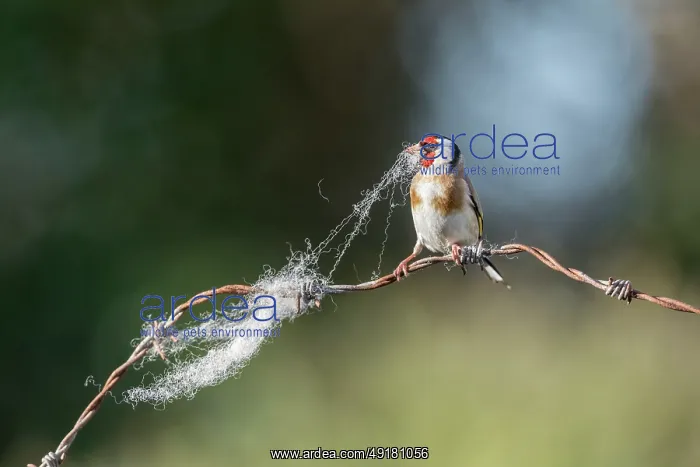 : Goldfinch - Collecting Wool - UK : Goldfinch - Collecting Wool - UK