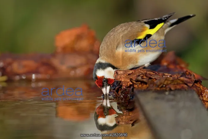 : Goldfinch - drinking at pond : Goldfinch - drinking at pond