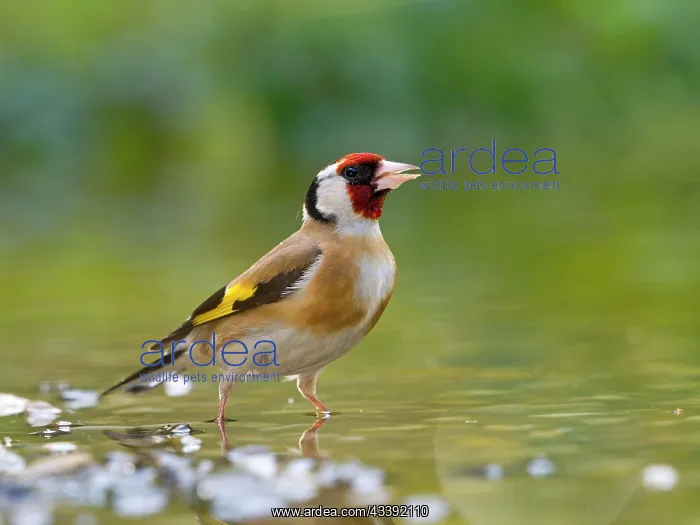 : Goldfinch, european goldfinch (Carduelis carduelis) : Goldfinch, european goldfinch (Carduelis carduelis)