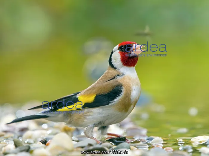 : Goldfinch, european goldfinch (Carduelis carduelis) : Goldfinch, european goldfinch (Carduelis carduelis)